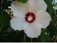 HIBISCUS SYRIACUS